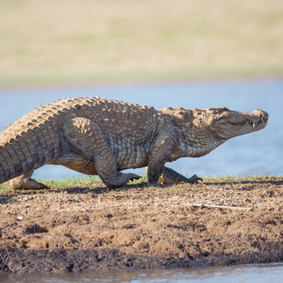 Kabini - Krokodil